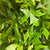 Japanese Maple Wild Green