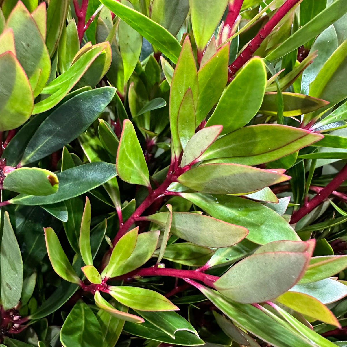 Drymis &#39;Pepper Berry&#39; (Wild) C