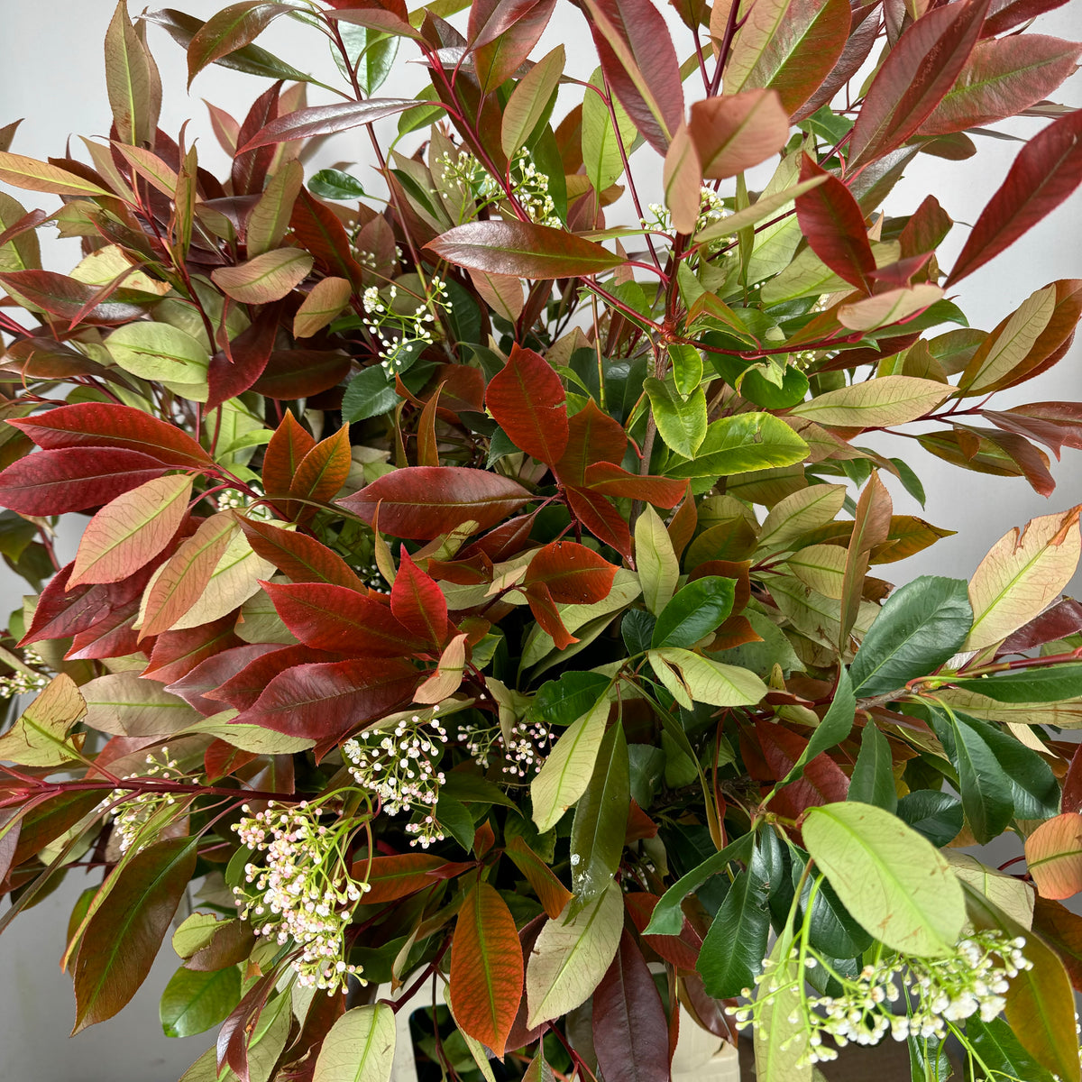 Photinia &#39;Red Robin&#39; (Wild) (Various Sizes)