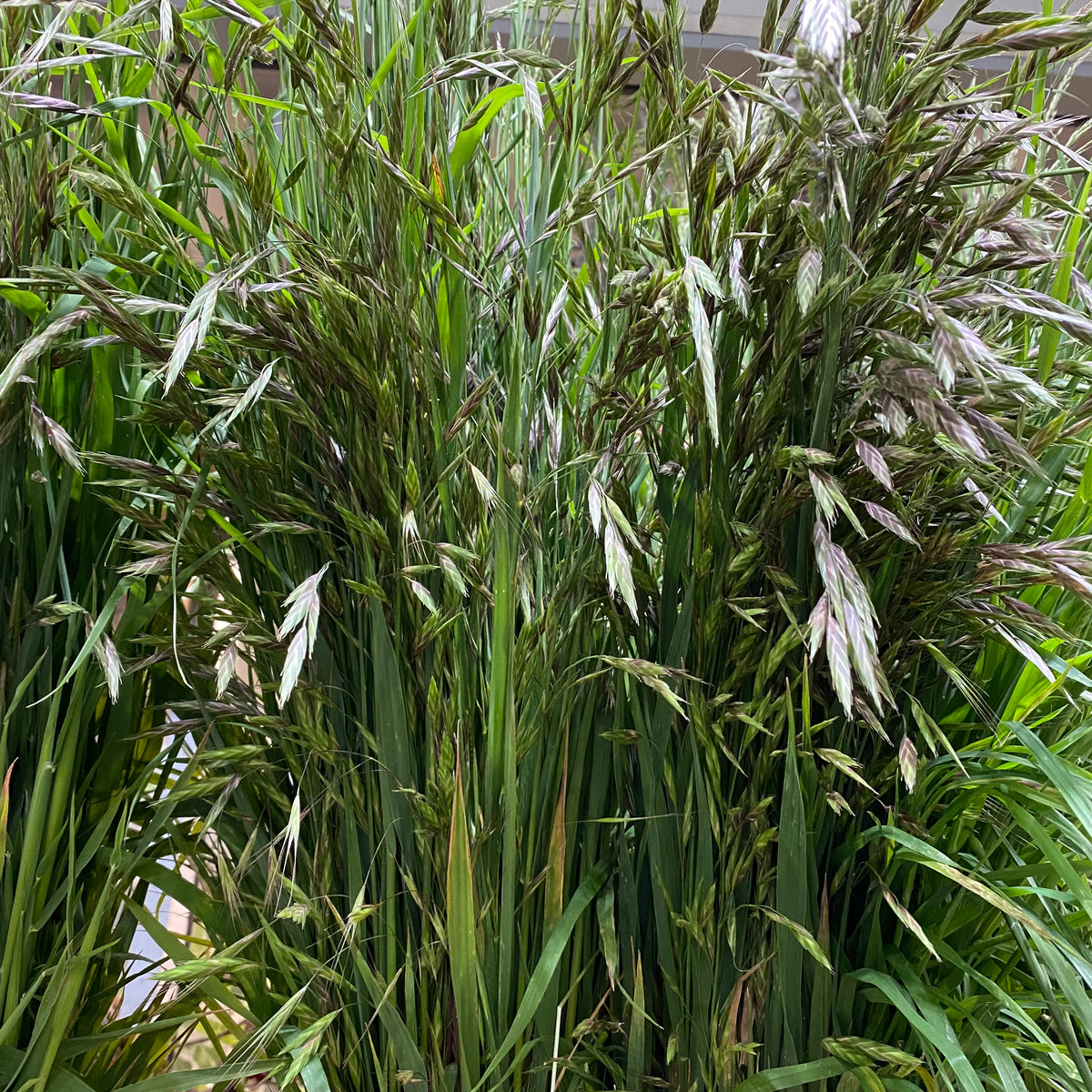 Grass &#39;Mixed&#39; (Wild) (Various Sizes)