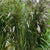 Grass 'Mixed' (Wild) (Various Sizes)