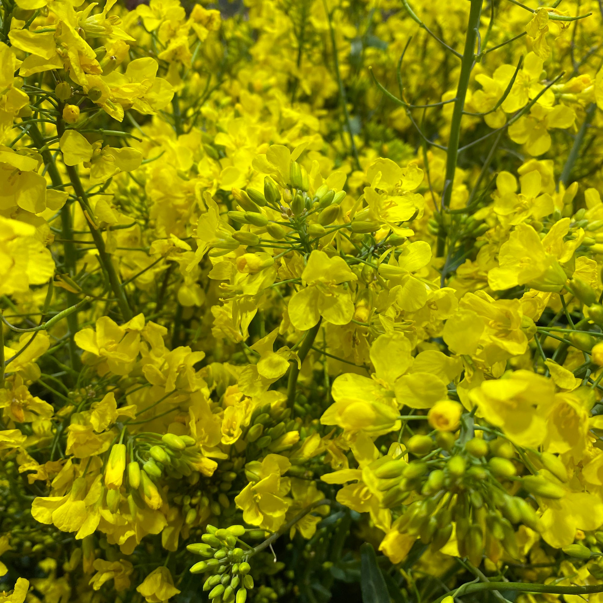 Rapeseed (Wild) (Various Sizes)