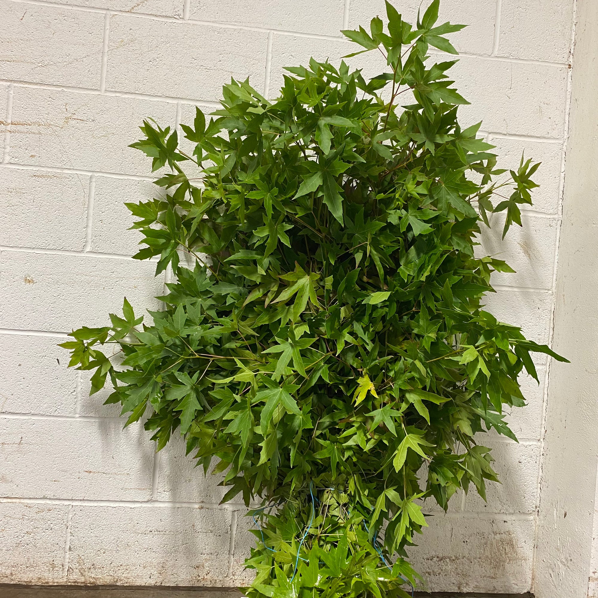 Japanese Maple Wild Green