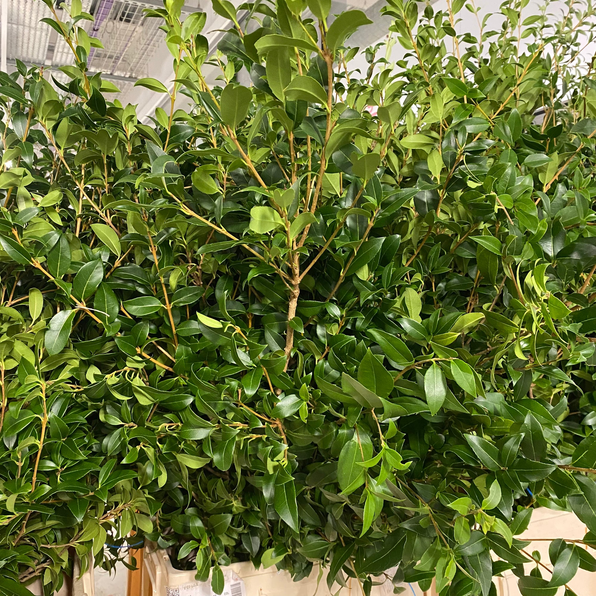 Ozothamnus 'Foliage' (Wild) (Various sizes)