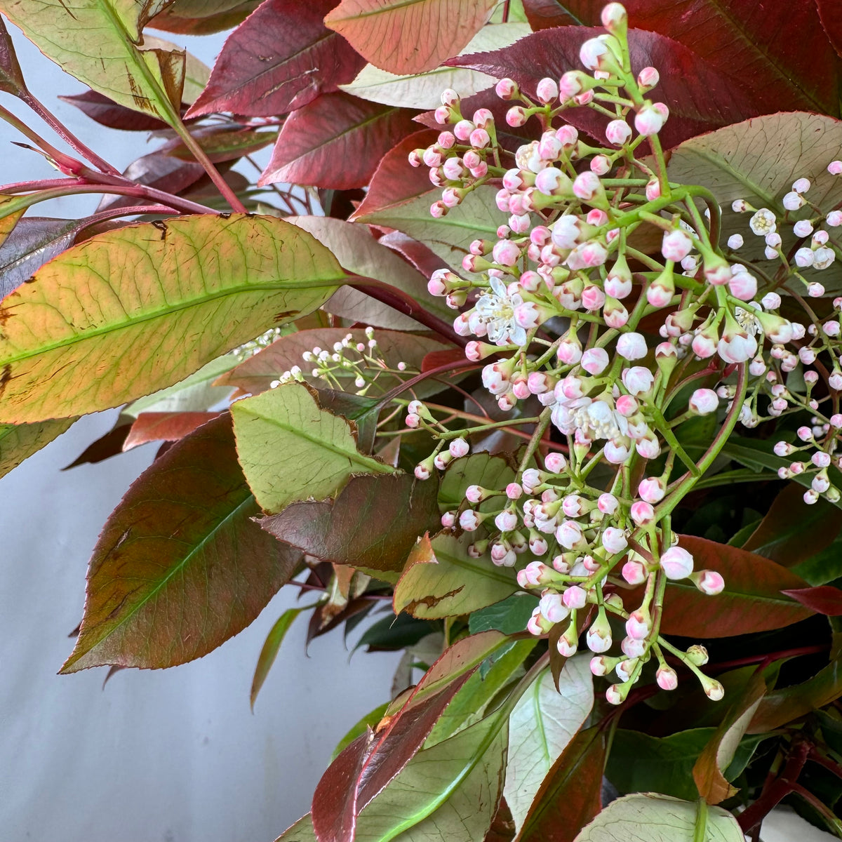 Photinia &#39;Red Robin&#39; (Wild) (Various Sizes)