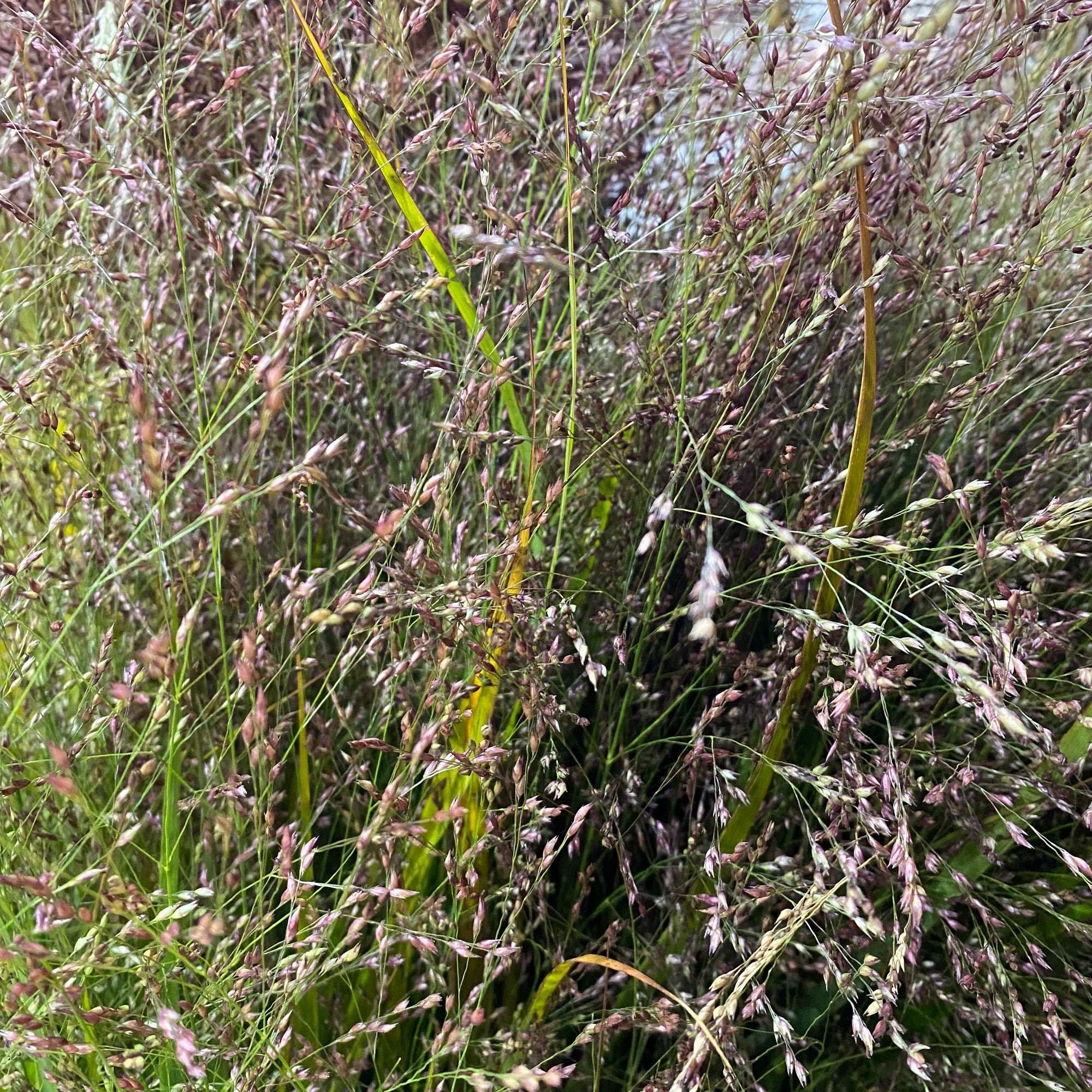 Grass Panicum 'Warrior' (Various Lengths)