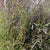 Grass 'Panicum' (Warrior) Fountain (Various Lengths)