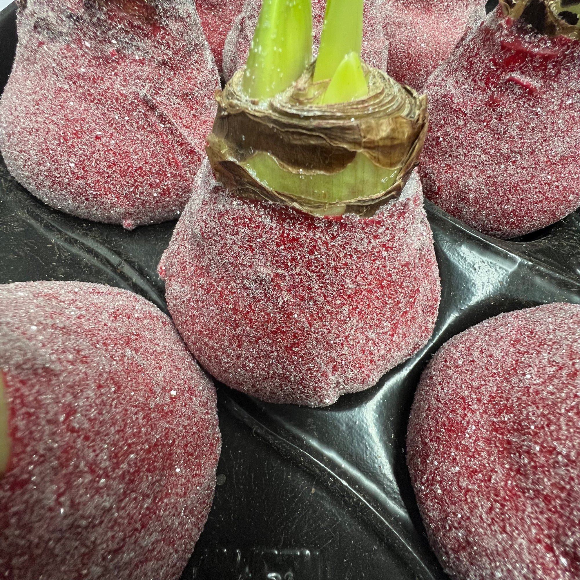 Wax 'Amaryllis' (Various Colours)