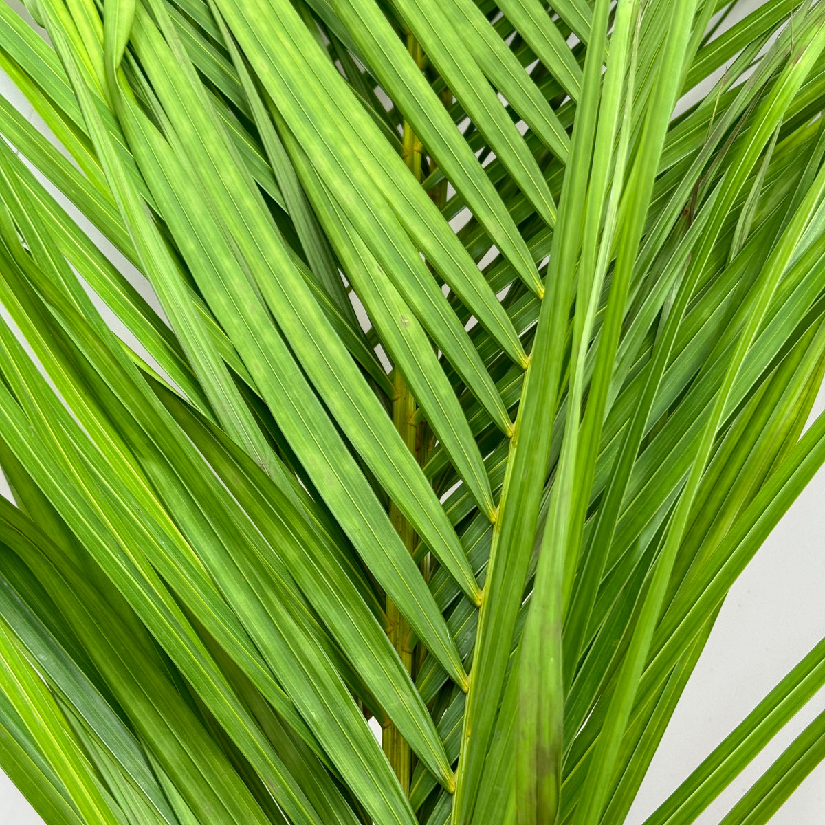 Palm &#39;Kentia&#39; Leaves (Various Sizes)