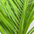 Palm 'Kentia' Leaves (Various Sizes)