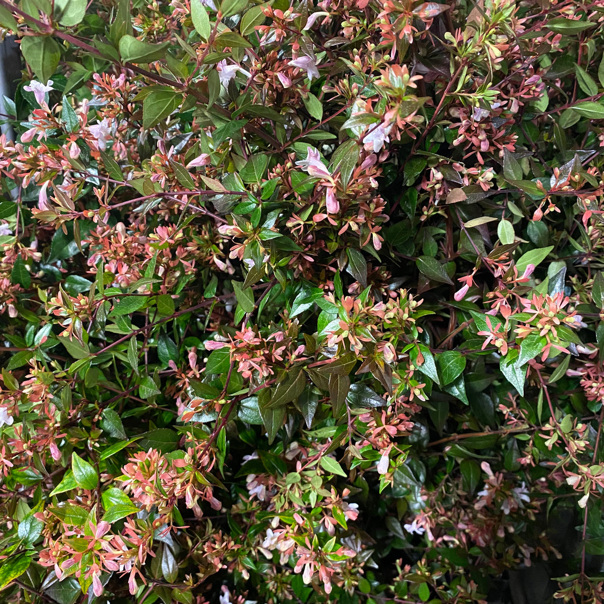 Abelia &#39;Grandiflora&#39; (Cultivated E) 90cm (x10)