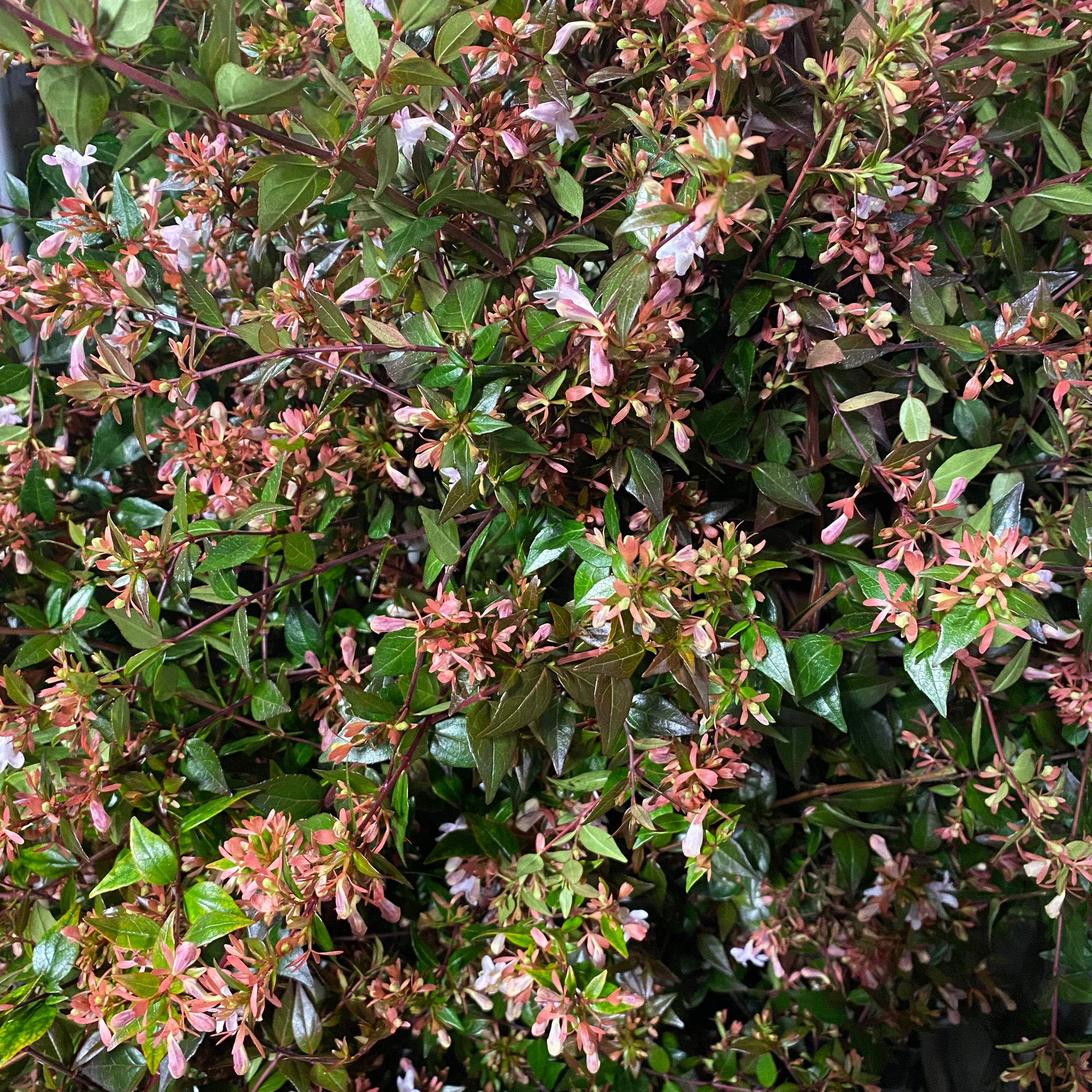 Abelia 'Grandiflora' (Cultivated E) 90cm (x10)