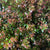 Abelia 'Grandiflora' (Cultivated E) 90cm (x10)