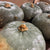 Gourds 'Blue' (x6)