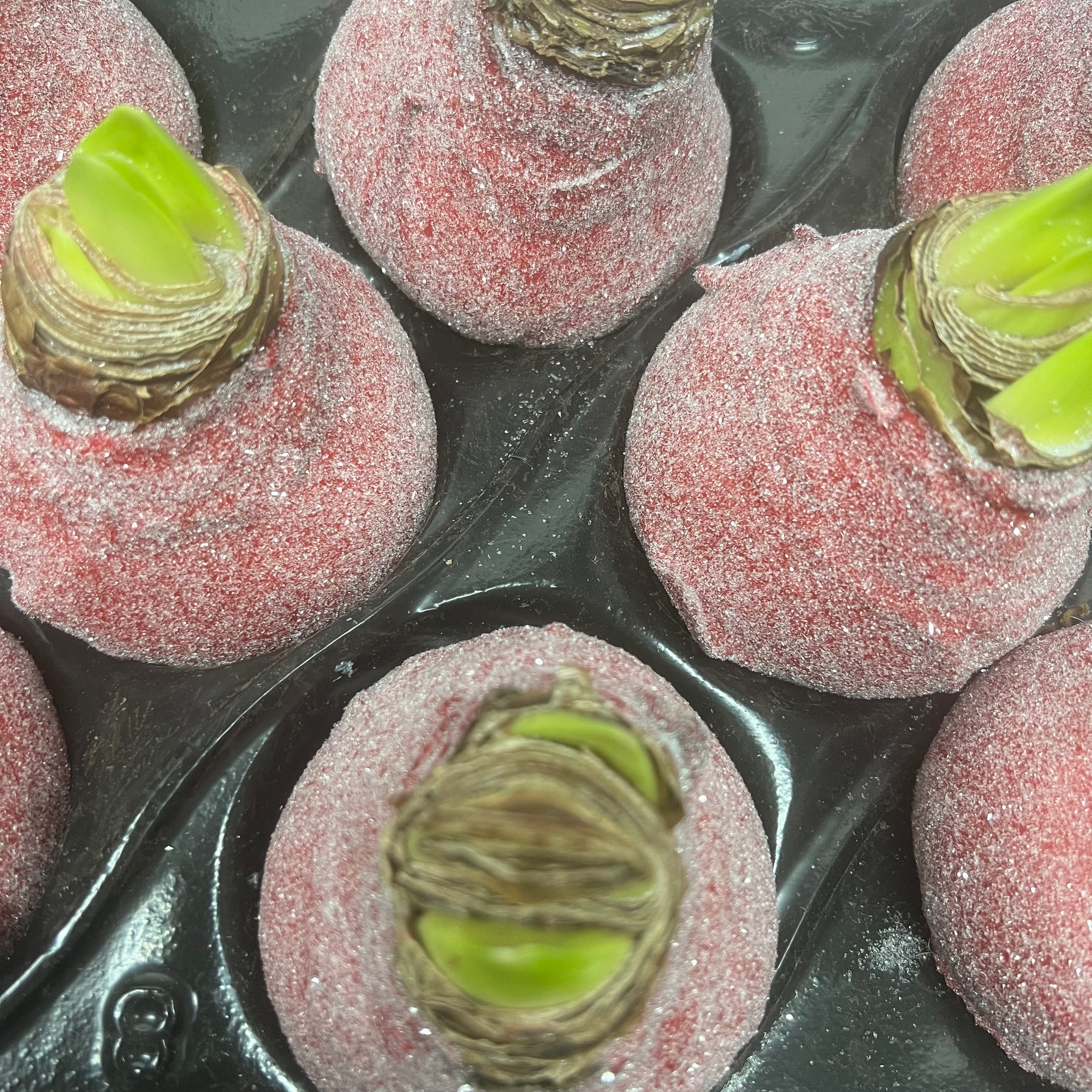 Wax 'Amaryllis' (Various Colours)