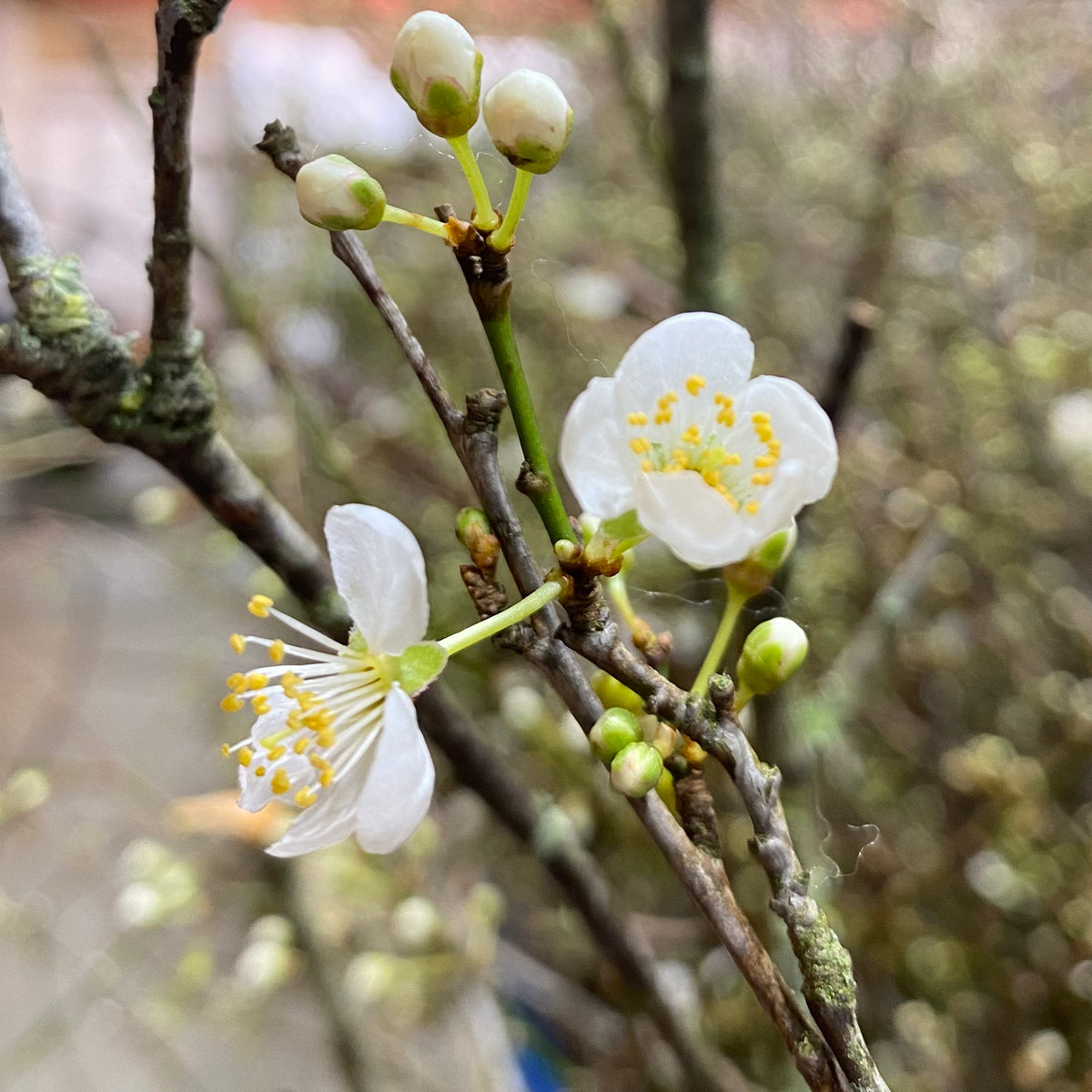 Blossom &#39;White&#39; Wild &#39;Single&#39; (Various Sizes)