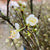 Blossom 'White' Wild 'Single' (Various Sizes)