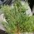 Conifer ‘Squarrosa Sulpherea’ (5Kg)