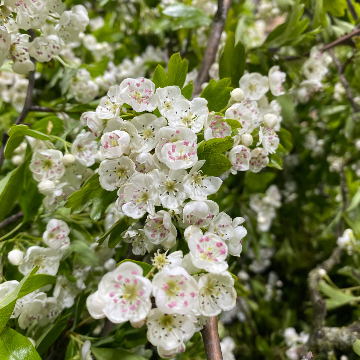 Hawthorn &#39;May-Blossom&#39; (White) (Wild) (Loose bundle)