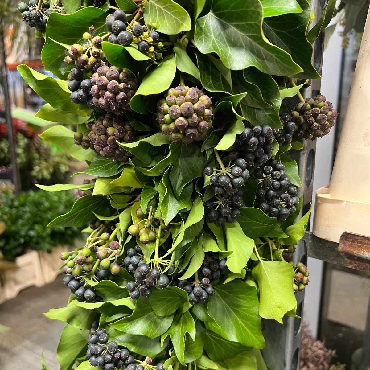 Garland &#39;Berried Ivy&#39; Fresh (Various Lengths)