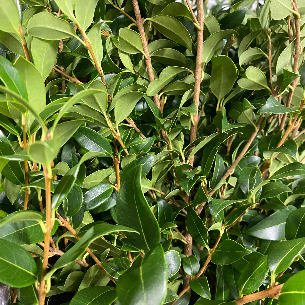 Ozothamnus &#39;Foliage&#39; (Wild) (Various sizes)