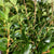 Ozothamnus 'Foliage' (Wild) (Various sizes)