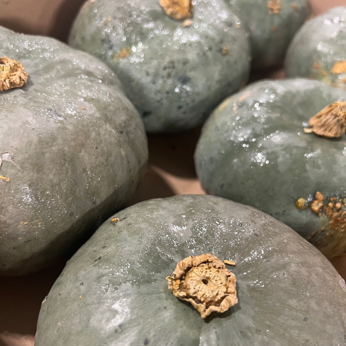Gourds &#39;Blue&#39; (x6)