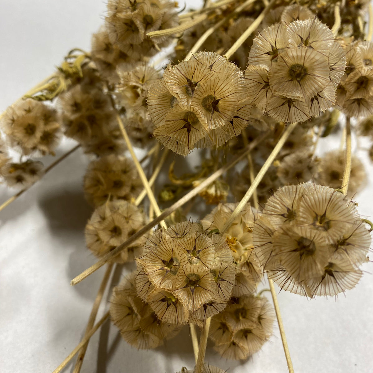 Scabious &#39;Star Seed Heads&#39; (Natural) (DRY)