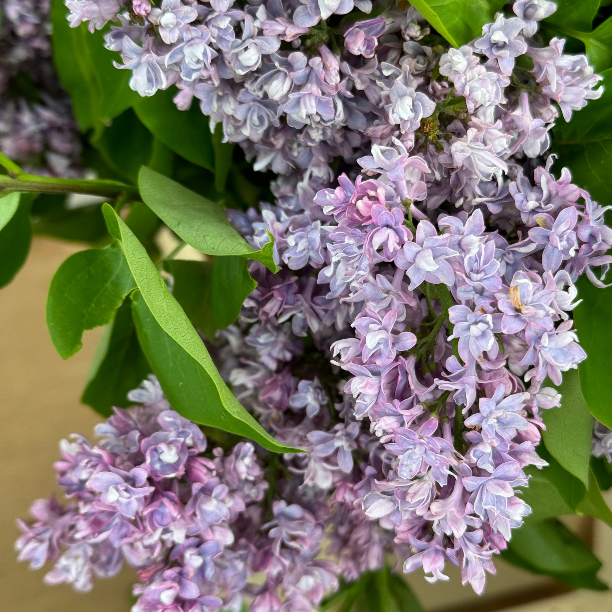 Lilac 'Lilac Flower' (Wild) (Various Sizes)
