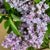 Lilac 'Lilac Flower' (Wild) (Various Sizes)