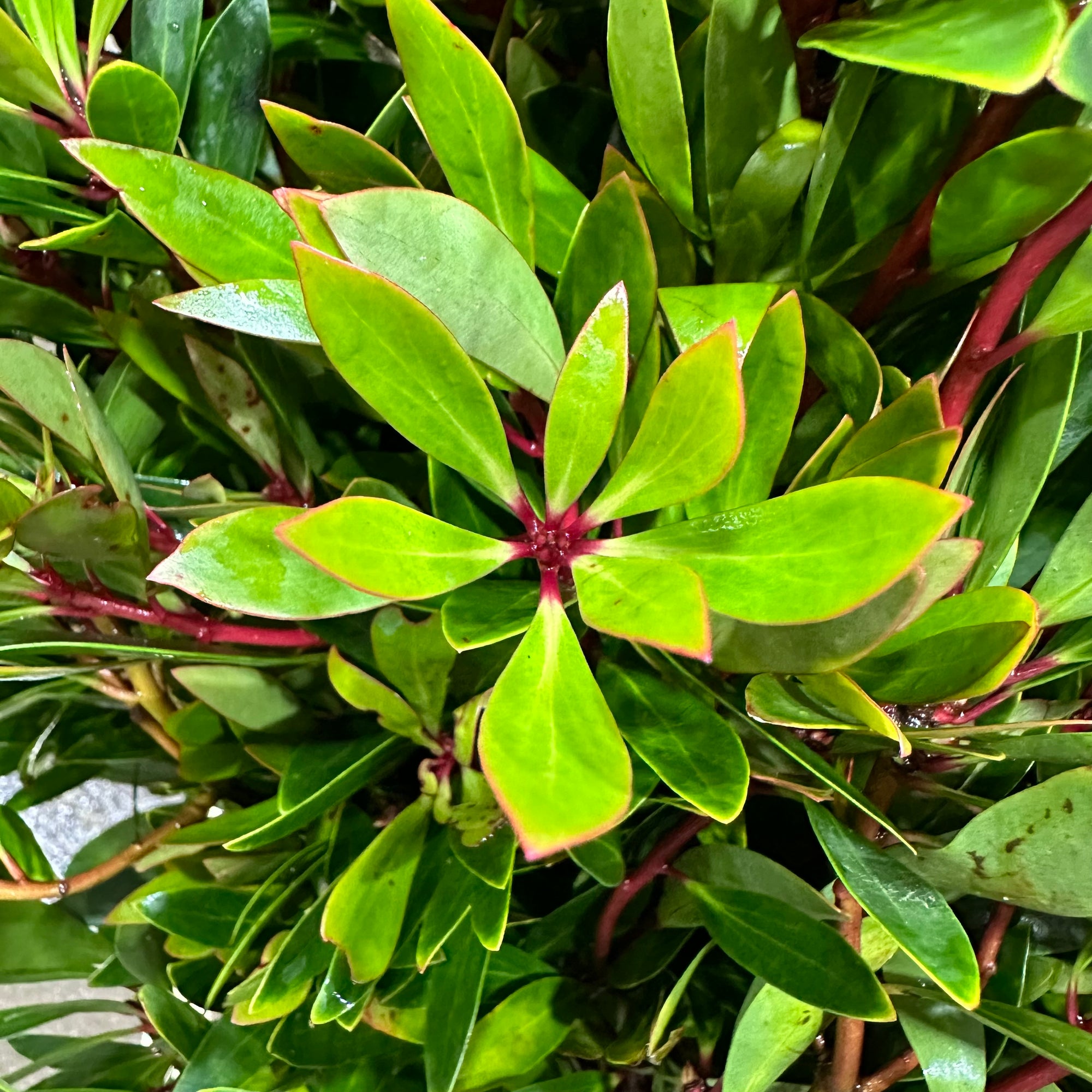 Drymis 'Pepper Berry' (Wild) C