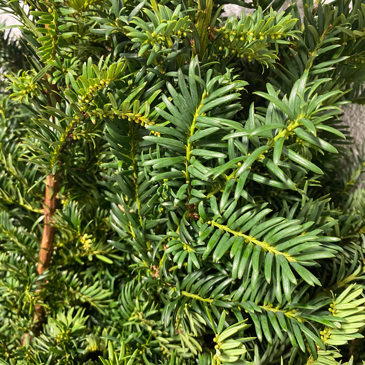 Conifer &#39;Yew&#39; (Wild) (Various Sizes)