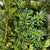 Conifer 'Yew' (Wild) (Various Sizes)