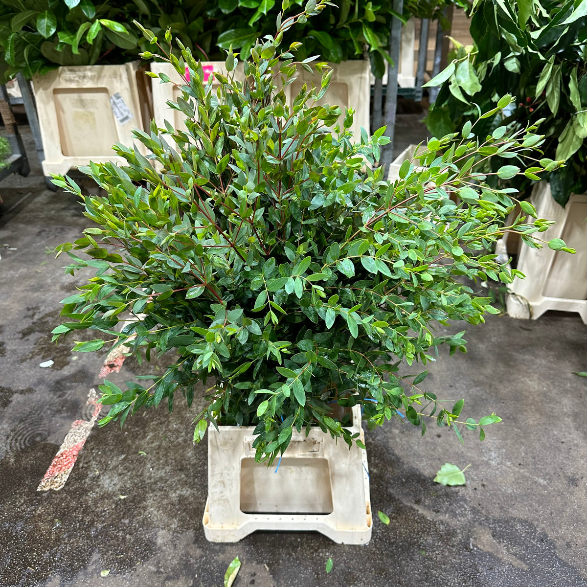Eucalyptus &#39;Parvifolia&#39; (Cultivated E) (Various Lengths)
