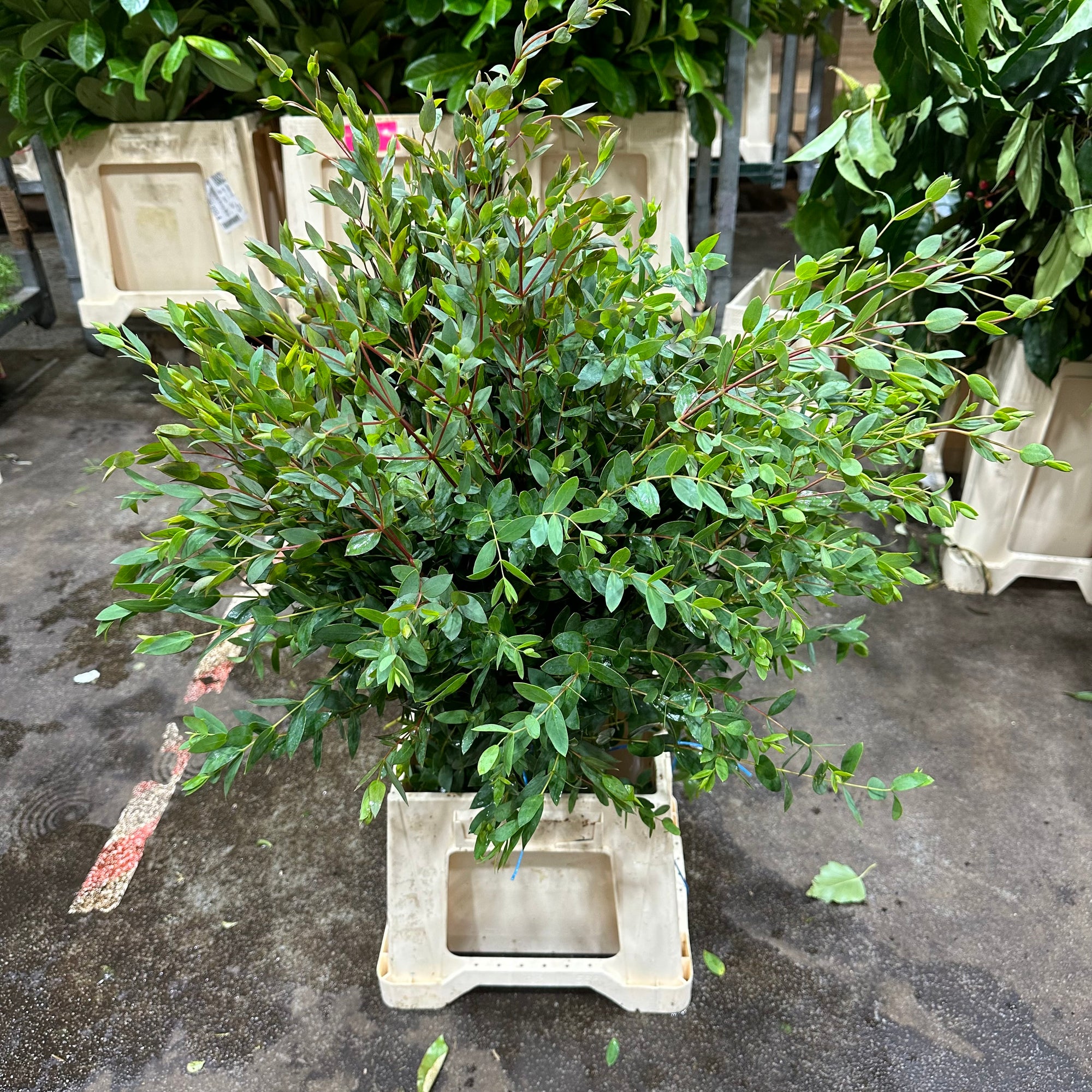 Eucalyptus 'Parvifolia' (Cultivated E) (Various Lengths)