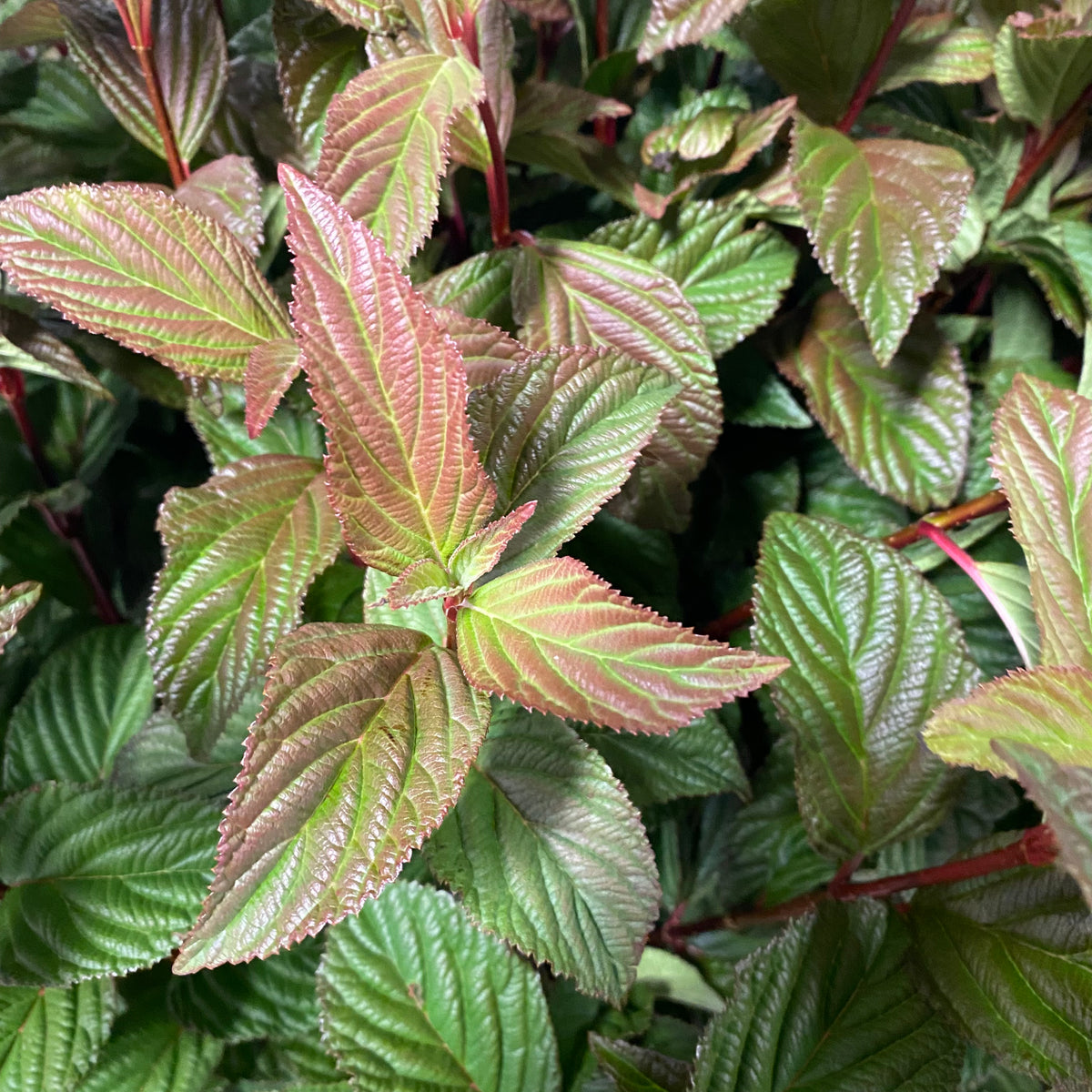 Viburnum &#39;Bodnatense&#39; (Cultivated E) 100cm (x10)