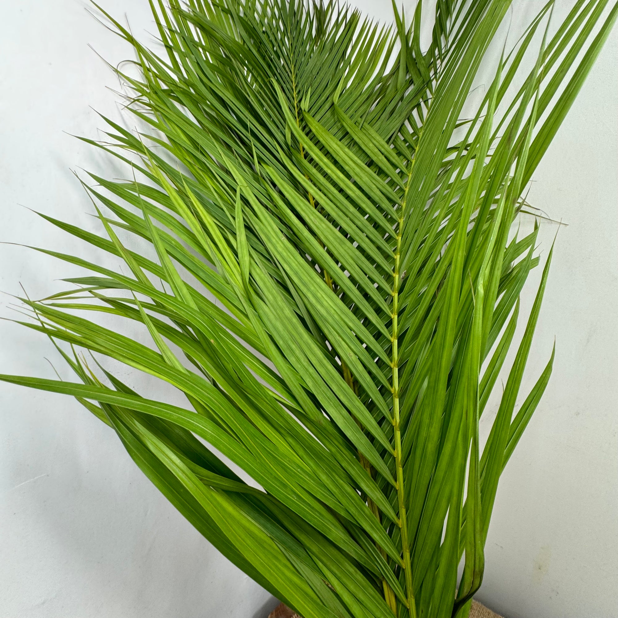 Palm 'Kentia' Leaves (Various Sizes)