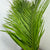 Palm 'Kentia' Leaves (Various Sizes)