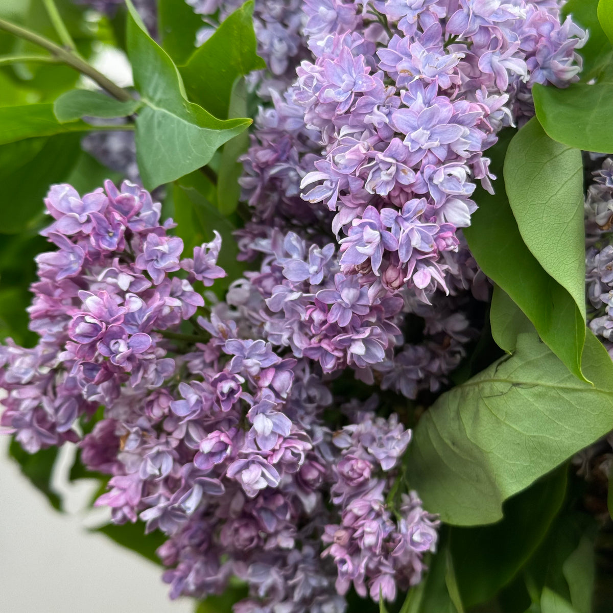Lilac &#39;Lilac Flower&#39; (Wild) (Various Sizes)