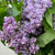 Lilac 'Lilac Flower' (Wild) (Various Sizes)