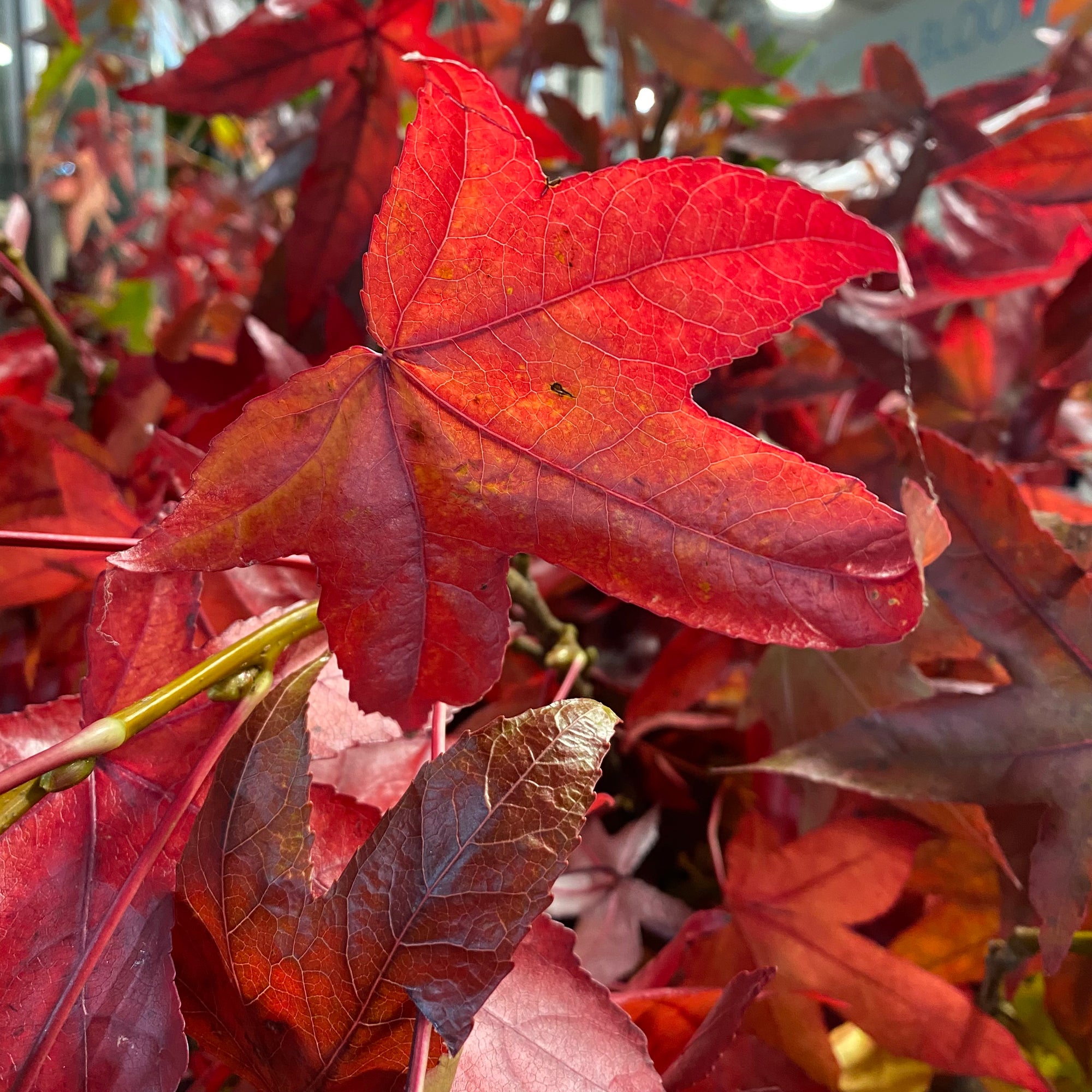 Sweetgum (Wild) (Various Sizes)