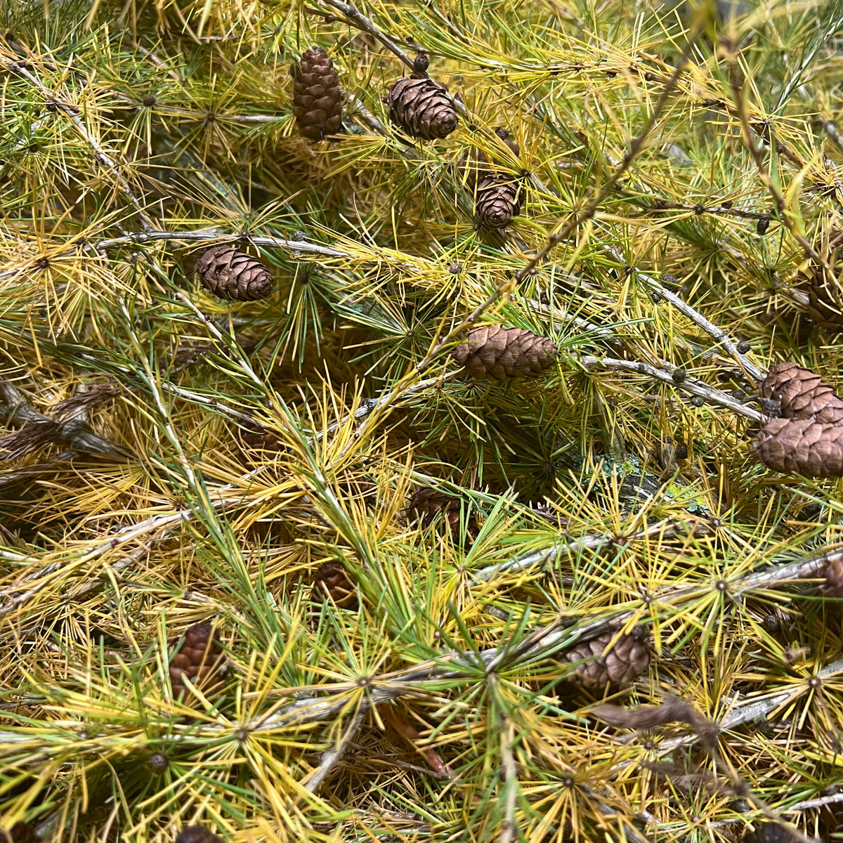 Pine &#39;Larch Pine&#39; (Wild)