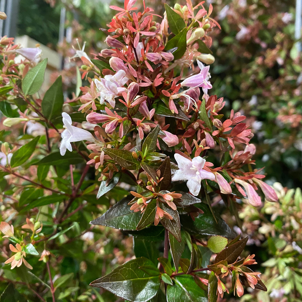 Abelia &#39;Grandiflora&#39; (Cultivated E) 90cm (x10)