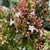 Abelia 'Grandiflora' (Cultivated E) 90cm (x10)
