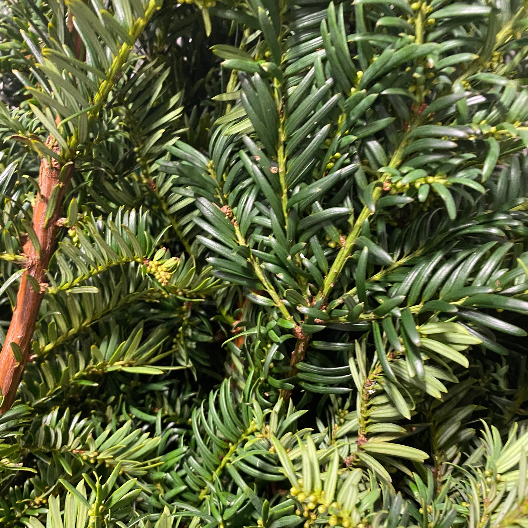 Conifer 'Yew' (Wild) (Various Sizes)