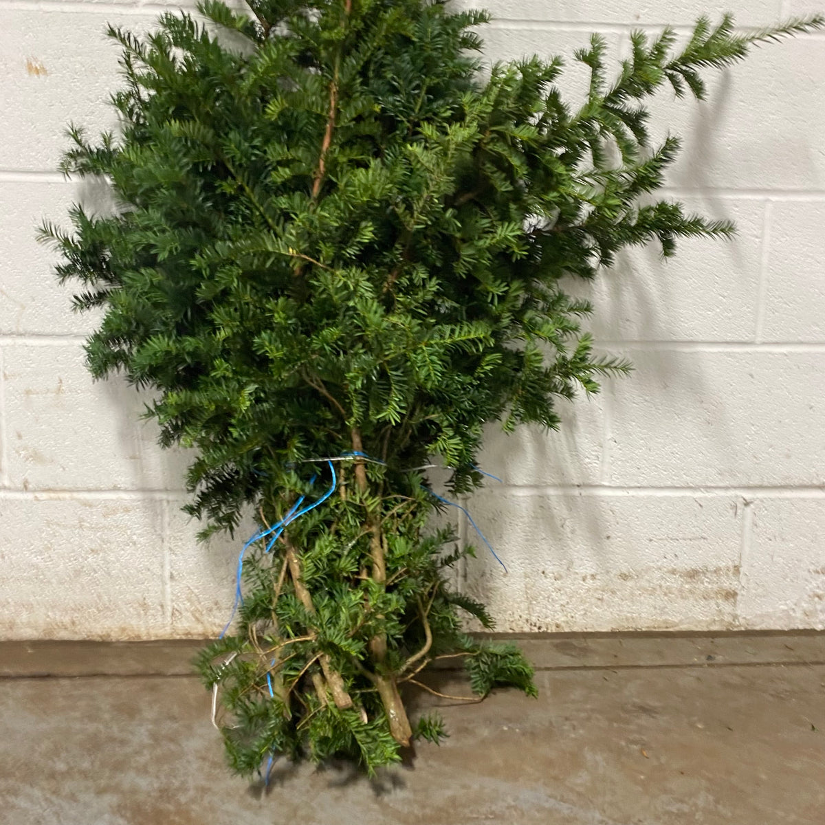 Conifer &#39;Yew&#39; (Wild) (Various Sizes)