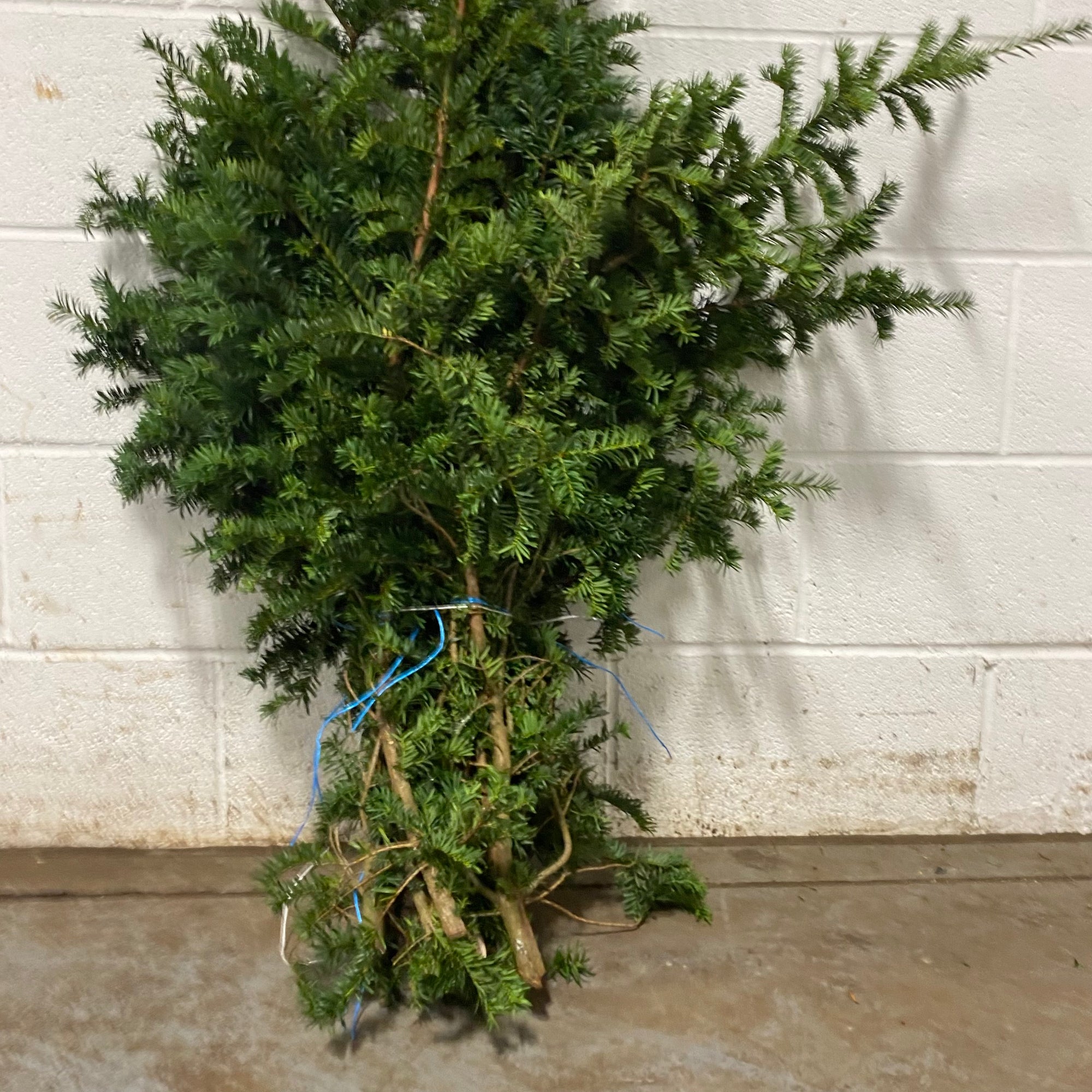 Conifer 'Yew' (Wild) (Various Sizes)