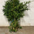 Conifer 'Yew' (Wild) (Various Sizes)