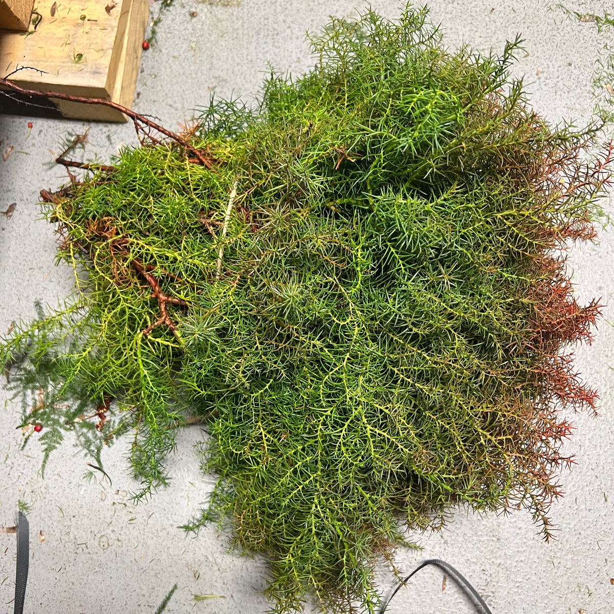 Cryptomeria &#39;Japanese Cedar&#39; Red (Various Sizes)