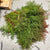 Cryptomeria 'Japanese Cedar' Red (Various Sizes)